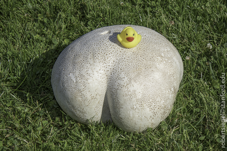 giant puffball